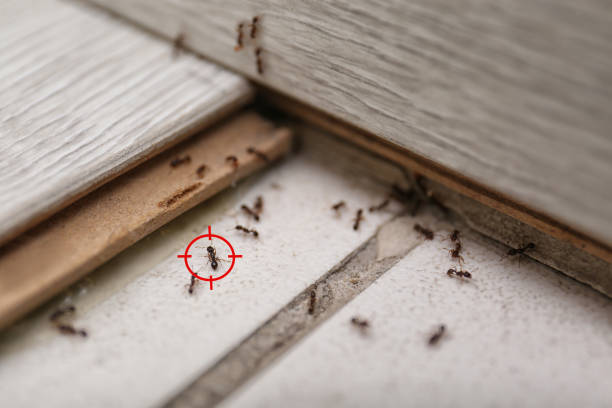 Best Flea Control Services  in Navasota, TX