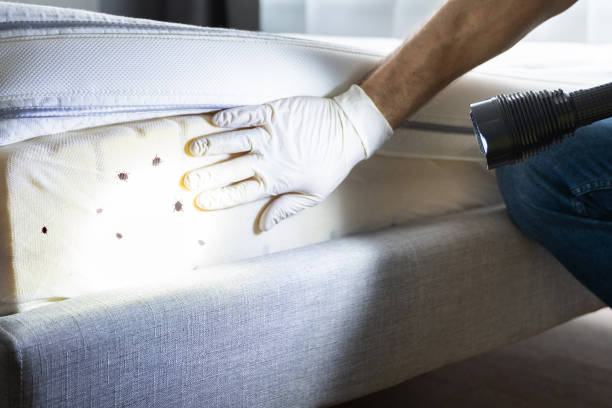 Best Bed Bug Extermination  in Navasota, TX