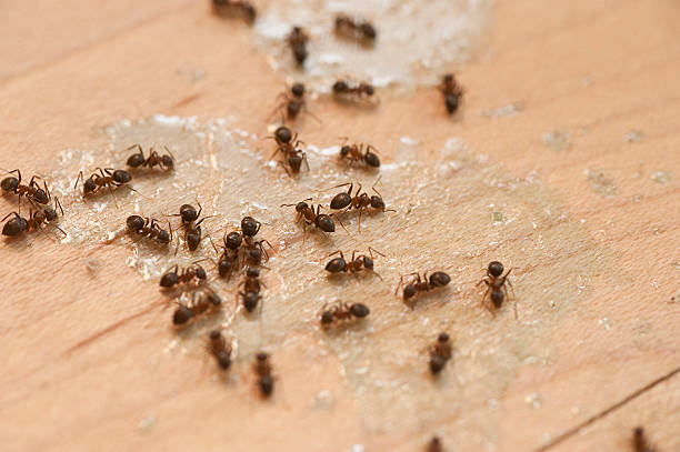 Best Pest Removal Services  in Navasota, TX