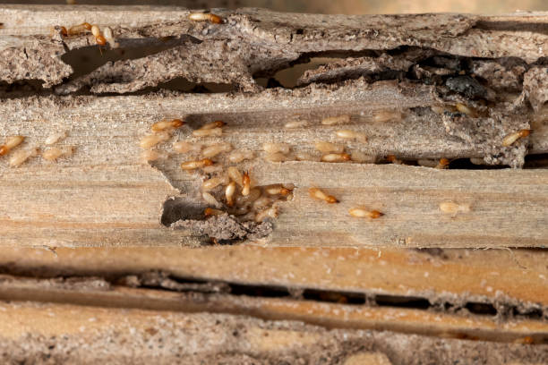 Best Insect Control  in Navasota, TX