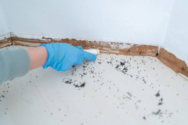 Best Residential Pest Control  in Navasota, TX